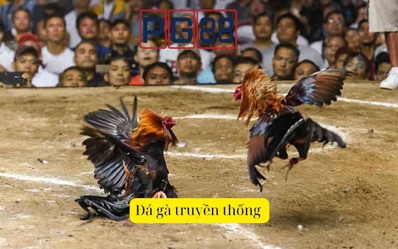 So sánh Đá gà truyền thống và Đá gà trực tuyến, lựa chọn nào phù hợp nhất?
