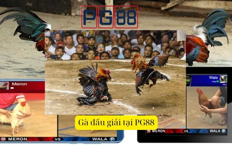 Các loại hình Đá gà phổ biến tại nhà cái trực tuyến PG88