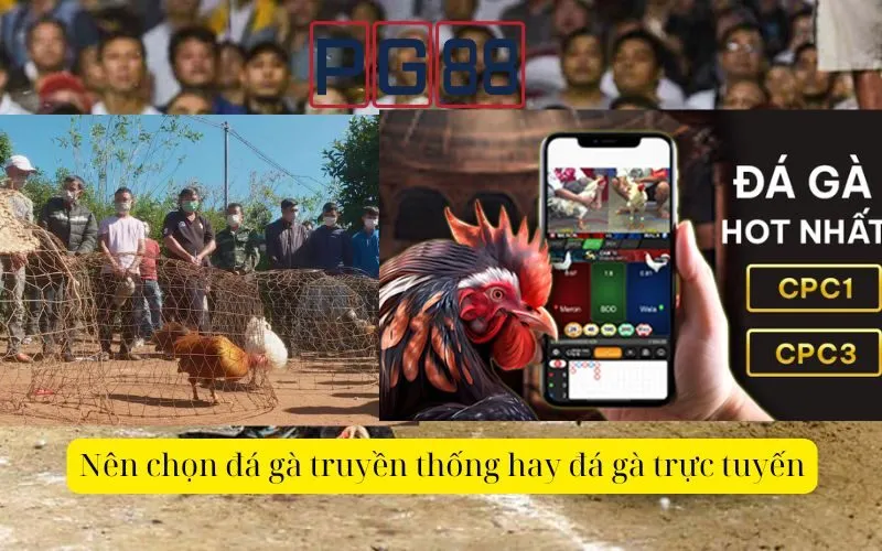 So sánh Đá gà truyền thống và Đá gà trực tuyến, lựa chọn nào phù hợp nhất?
