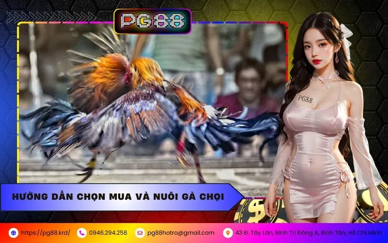 Top 5 Giống Gà Chọi Đẹp Và Mạnh Nhất Tại PG88