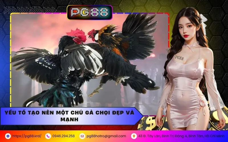 Top 5 Giống Gà Chọi Đẹp Và Mạnh Nhất Tại PG88