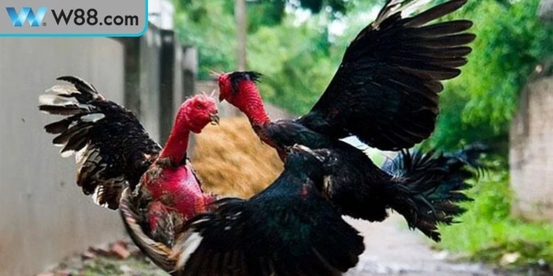 Cách Đánh Bại Gà Đá Đối Thủ Mạnh Hiệu Quả Cao Khi Thi Đấu Cách Đánh Bại Gà Đá Đối Thủ Mạnh Hiệu Quả Cao Khi Thi Đấu
