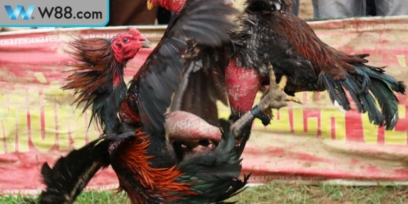 Cách Đánh Bại Gà Đá Đối Thủ Mạnh Hiệu Quả Cao Khi Thi Đấu Cách Đánh Bại Gà Đá Đối Thủ Mạnh Hiệu Quả Cao Khi Thi Đấu