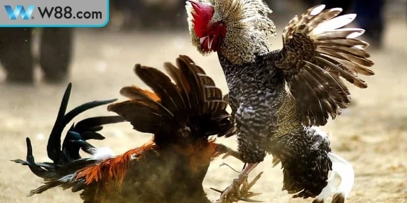 Đá Gà Cựa Sắt Kinh Nghiệm Và Kỹ Thuật Nuôi Cực Chuẩn Đá Gà Cựa Sắt Kinh Nghiệm Và Kỹ Thuật Nuôi Cực Chuẩn