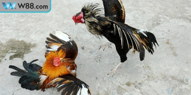Đá Gà Cựa Sắt Kinh Nghiệm Và Kỹ Thuật Nuôi Cực Chuẩn Đá Gà Cựa Sắt Kinh Nghiệm Và Kỹ Thuật Nuôi Cực Chuẩn