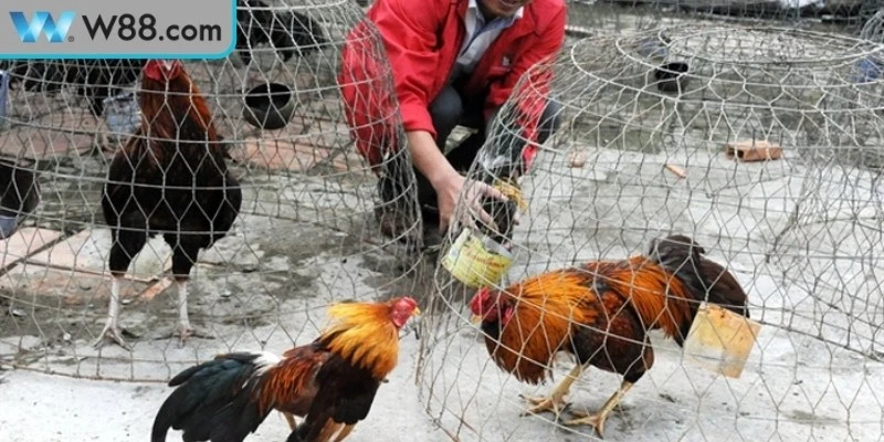 Đá Gà Đòn Bản Lĩnh Chiến Kê Trong Đấu Trường Truyền Thống Đá Gà Đòn Bản Lĩnh Chiến Kê Trong Đấu Trường Truyền Thống