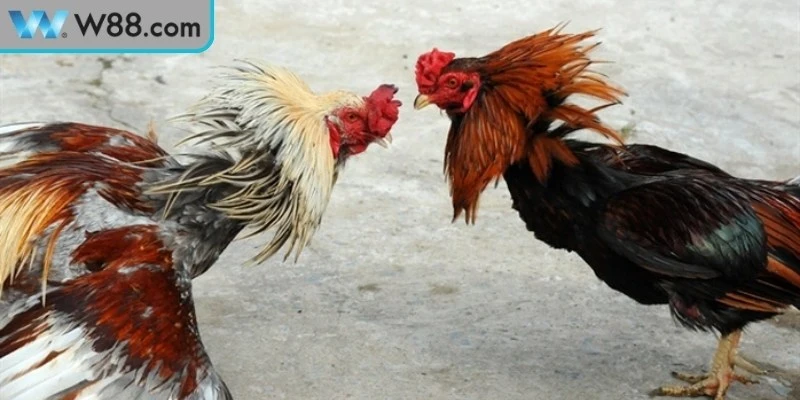 Đá Gà Đòn Bản Lĩnh Chiến Kê Trong Đấu Trường Truyền Thống Đá Gà Đòn Bản Lĩnh Chiến Kê Trong Đấu Trường Truyền Thống