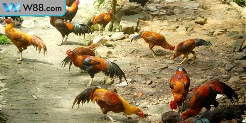 Đá Gà Đòn Bản Lĩnh Chiến Kê Trong Đấu Trường Truyền Thống Đá Gà Đòn Bản Lĩnh Chiến Kê Trong Đấu Trường Truyền Thống