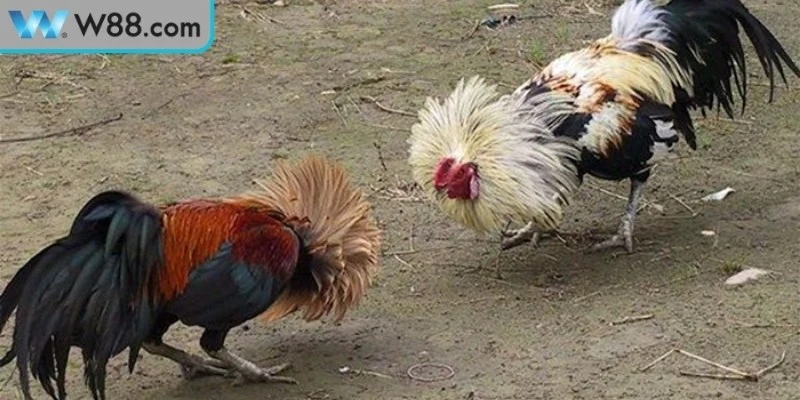 Mẹo Đá Gà Tránh Bị Thua - Bí Quyết Vàng Cho Kê Thủ Mẹo Đá Gà Tránh Bị Thua - Bí Quyết Vàng Cho Kê Thủ