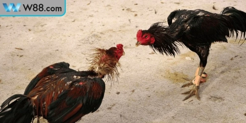 Mẹo Đá Gà Tránh Bị Thua - Bí Quyết Vàng Cho Kê Thủ Mẹo Đá Gà Tránh Bị Thua - Bí Quyết Vàng Cho Kê Thủ