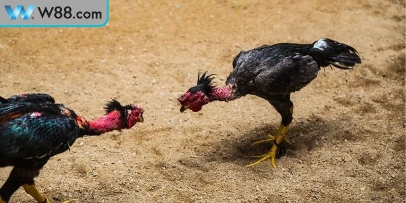 Mẹo Đá Gà Tránh Bị Thua - Bí Quyết Vàng Cho Kê Thủ Mẹo Đá Gà Tránh Bị Thua - Bí Quyết Vàng Cho Kê Thủ