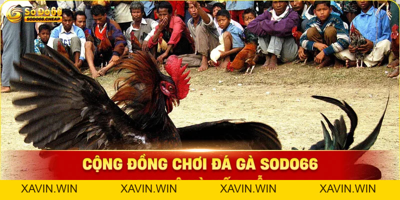 Đá Gà WS168 Trải Nghiệm Chơi Gà Đỉnh Cao