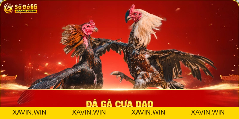 Đá Gà Sodo66 – Trực Tiếp Thomo & Bí Kíp Soi Kèo Bất Bại