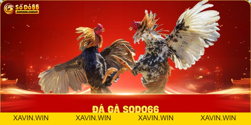 Đá Gà Sodo66 – Trực Tiếp Thomo & Bí Kíp Soi Kèo Bất Bại