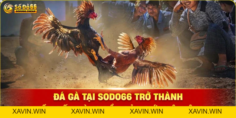 Đá Gà Sodo66 – Trực Tiếp Thomo & Bí Kíp Soi Kèo Bất Bại