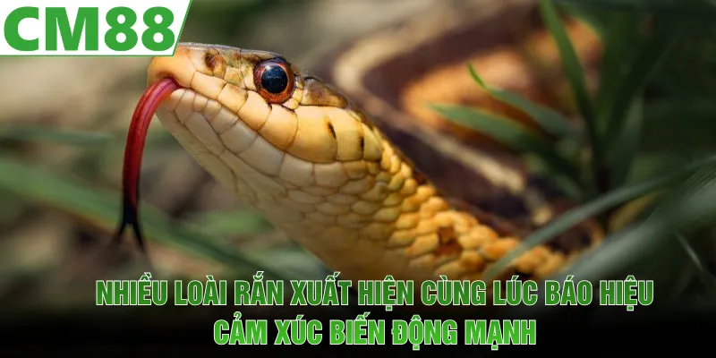 Mơ Thấy Rắn | Ý Nghĩa Ẩn Giấu Phía Sau Giấc Chiêm Bao